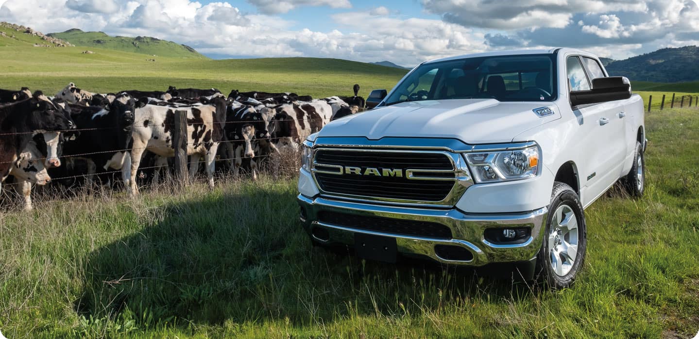 A white 2021 Ram 1500 parked in a field in front of a barbed wire fence separating it from a herd of cows.